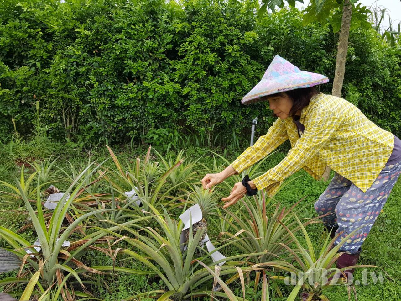 Yi Tian Homestay Fenglin Ngoại thất bức ảnh